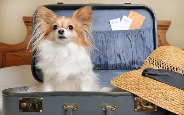 ცხოველის გაყვანა საზღვარგარეთ