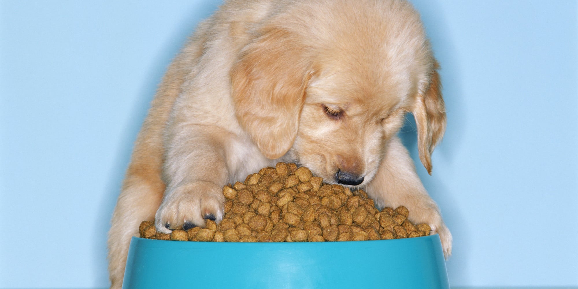 ლეკვის კვება