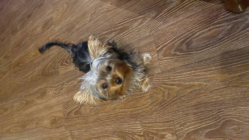 იორკშირ-ტერიერი