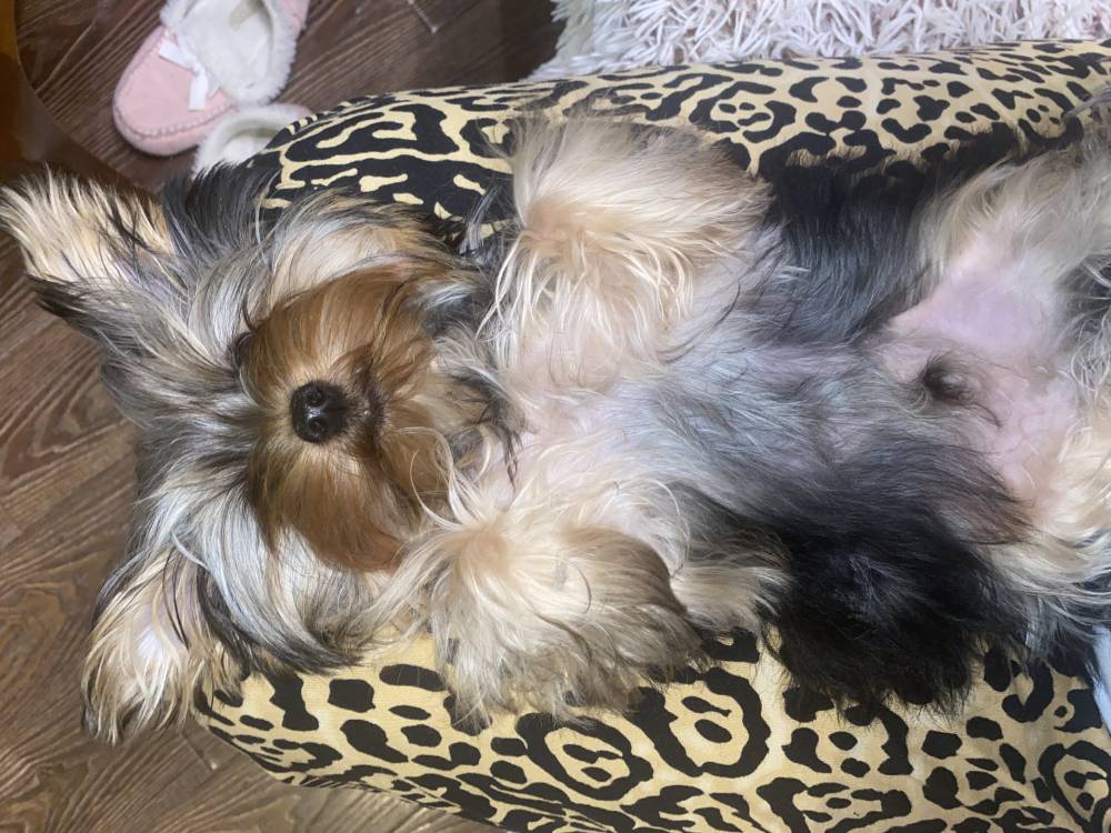 იორკშირ-ტერიერი