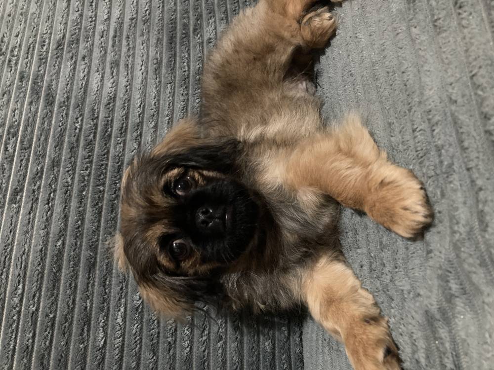 ბასენჯი