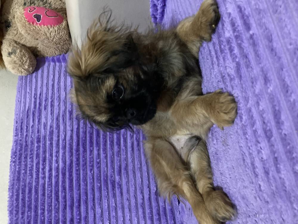 ბასენჯი