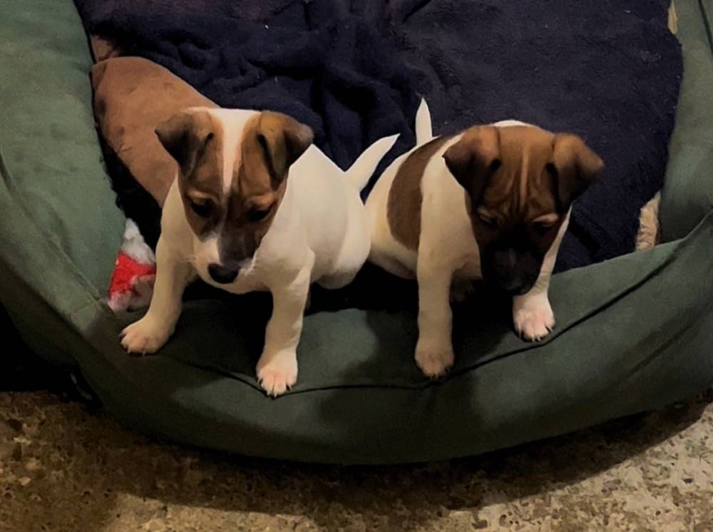 ჯეკ რასელ ტერიერი