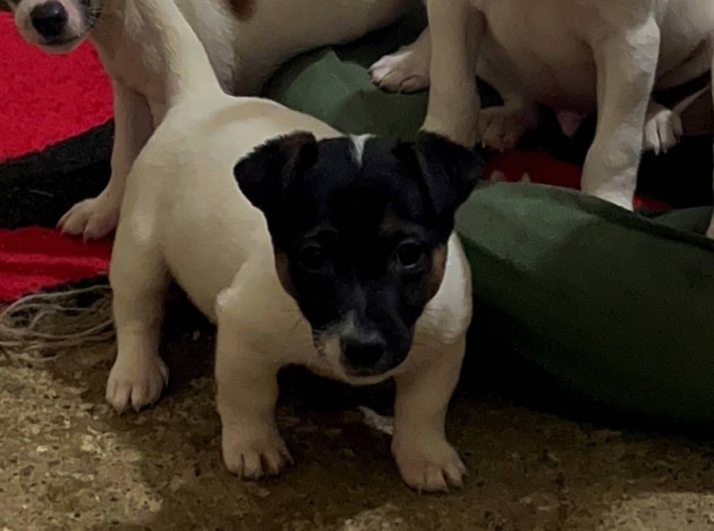 ჯეკ რასელ ტერიერი