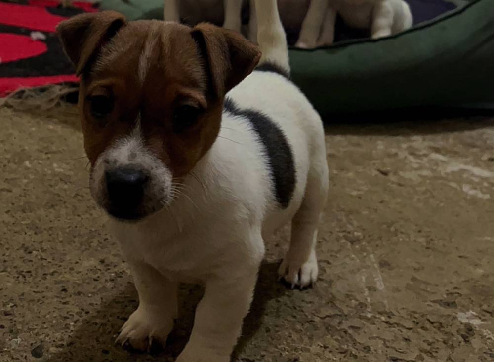 ჯეკ რასელ ტერიერი