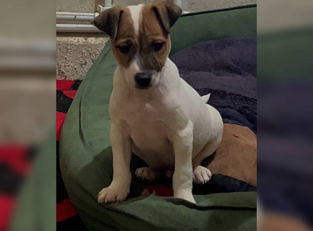 ჯეკ რასელ ტერიერი