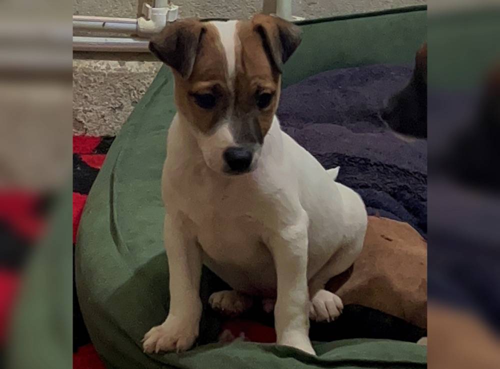 ჯეკ რასელ ტერიერი