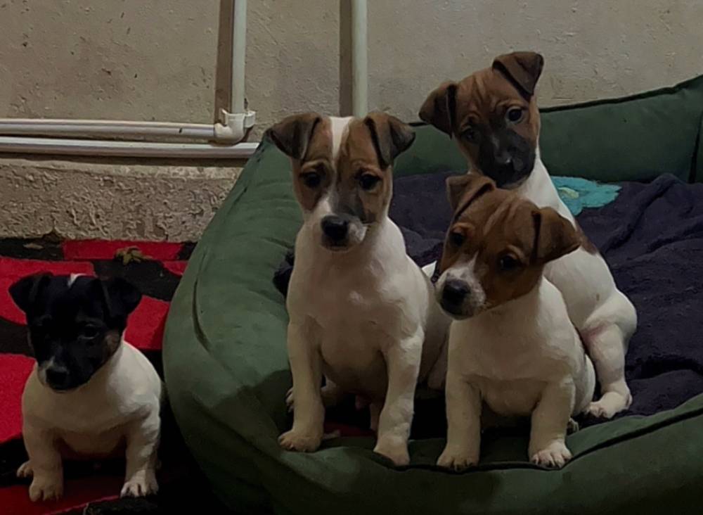 ჯეკ რასელ ტერიერი