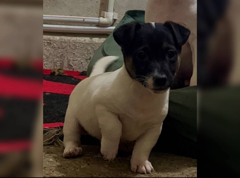 ჯეკ რასელ ტერიერი