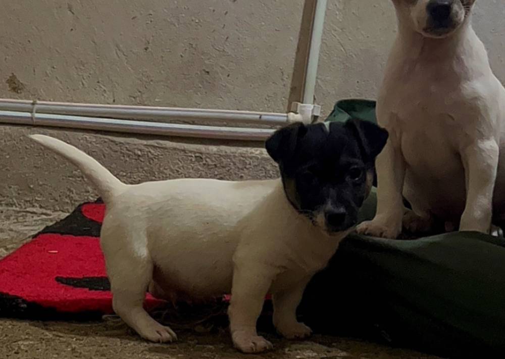 ჯეკ რასელ ტერიერი