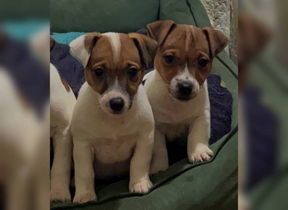 ჯეკ რასელ ტერიერი