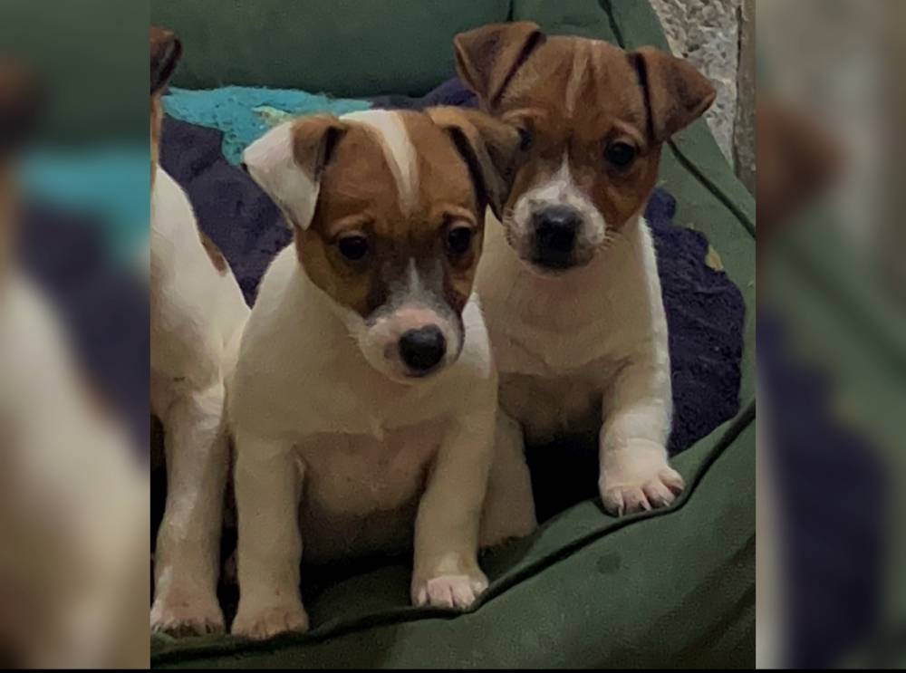 ჯეკ რასელ ტერიერი