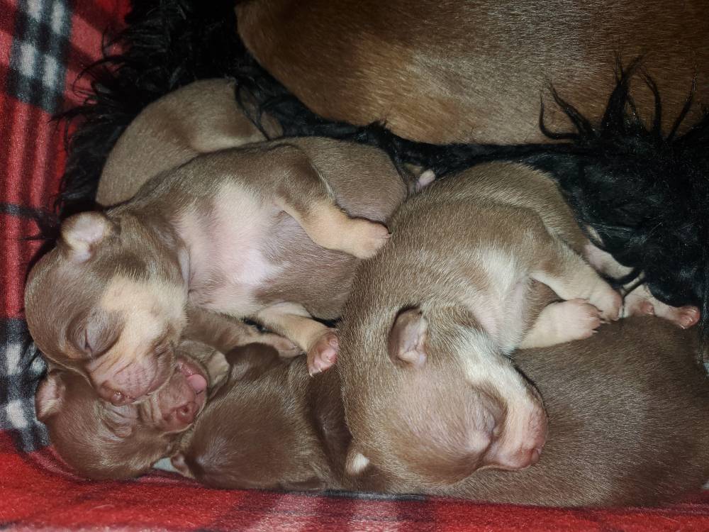 რუსული ტოი ტერიერი