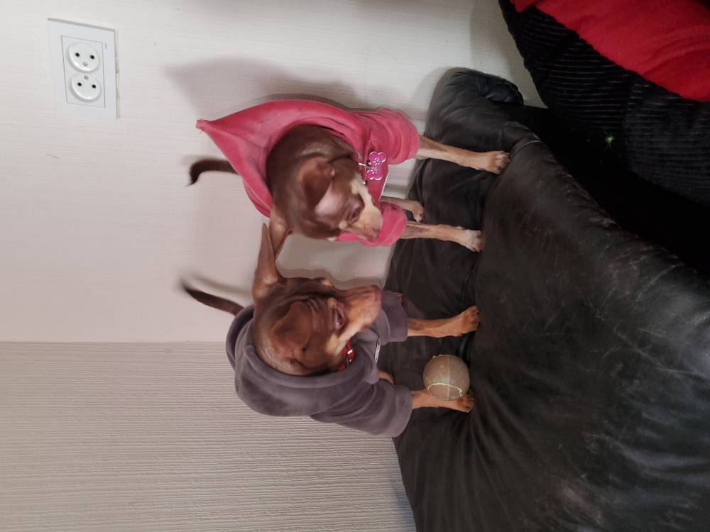 რუსული ტოი ტერიერი