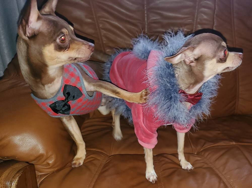 რუსული ტოი ტერიერი