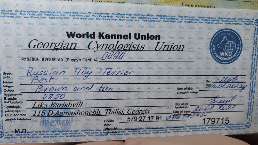 რუსული ტოი ტერიერი