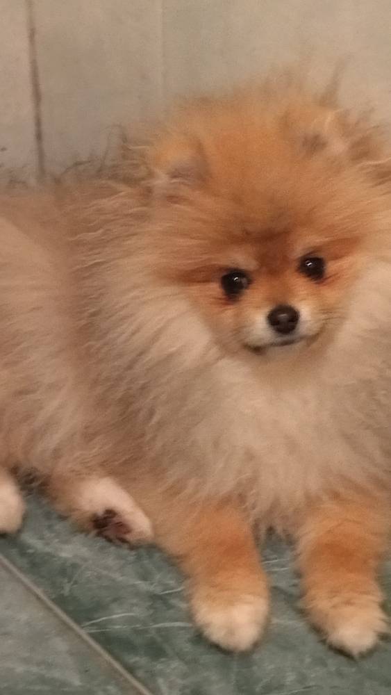 პომერანიანი