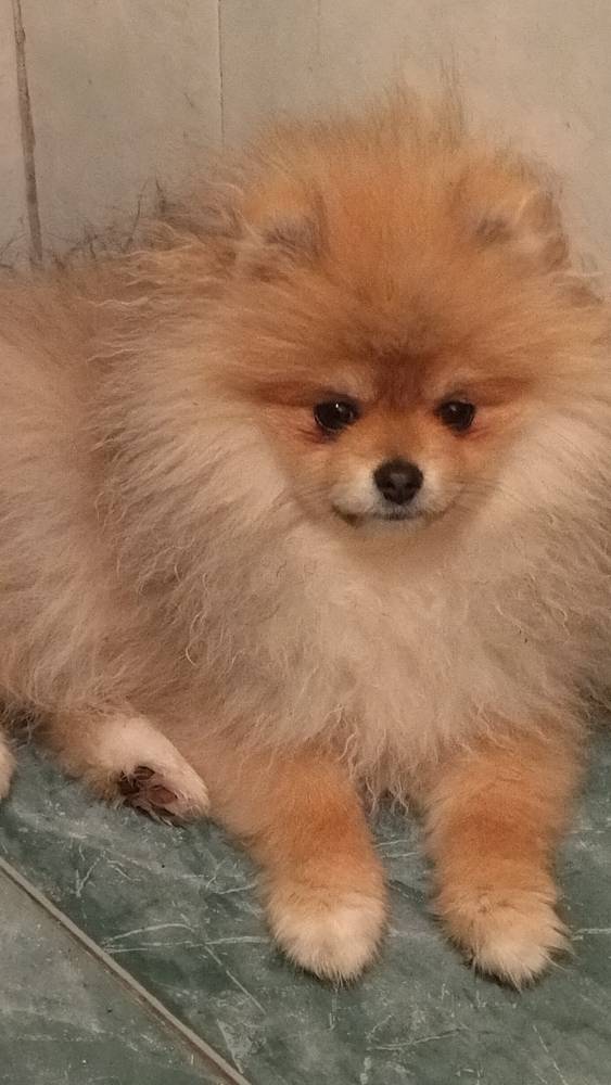 პომერანიანი