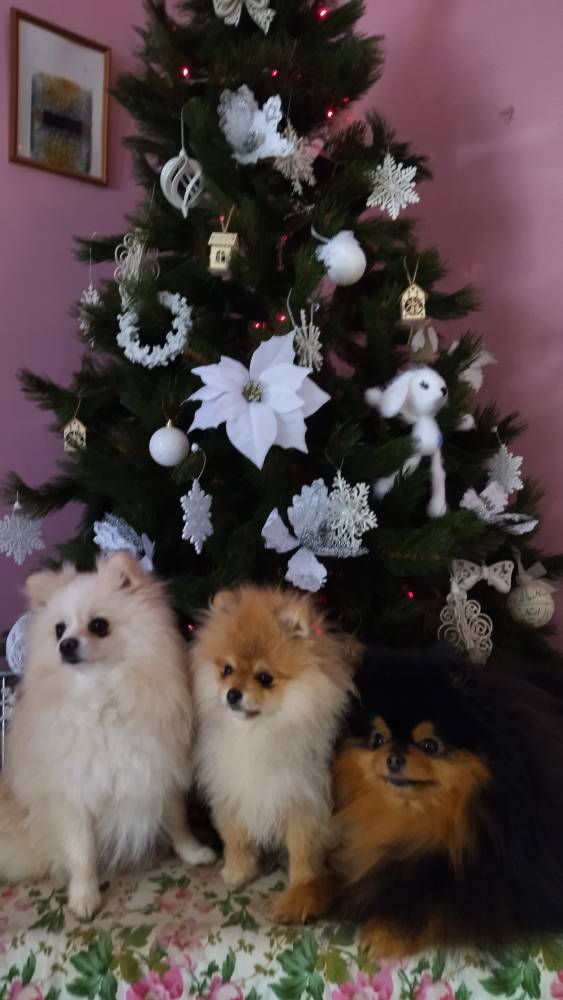 პომერანიანი