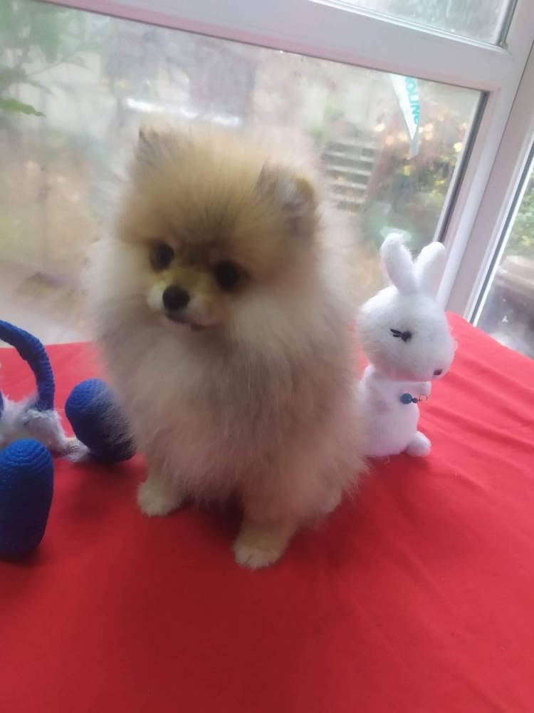 პომერანიანი