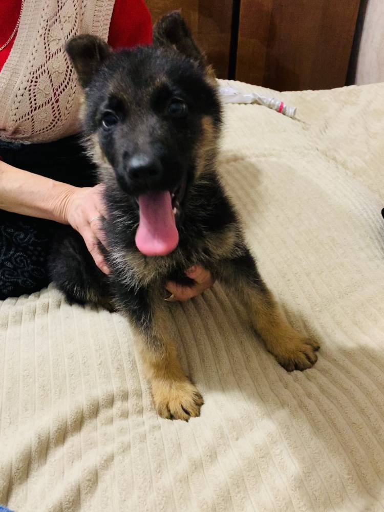 გერმანული ნაგაზი