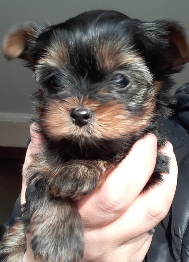 იორკშირ-ტერიერი