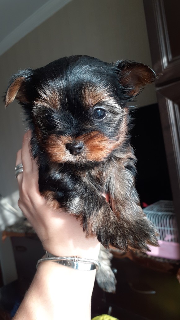 იორკშირ-ტერიერი