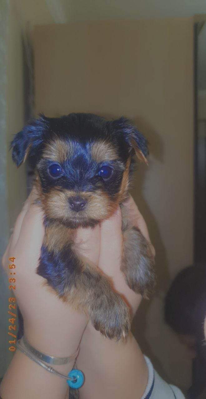 იორკშირ-ტერიერი