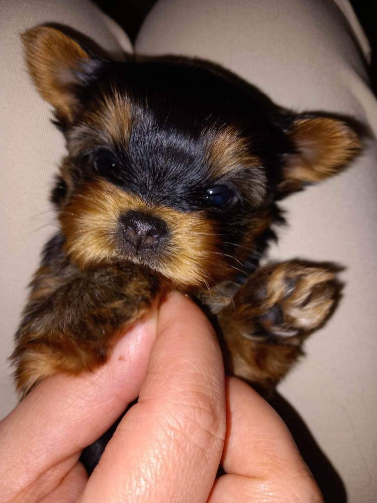 იორკშირ-ტერიერი