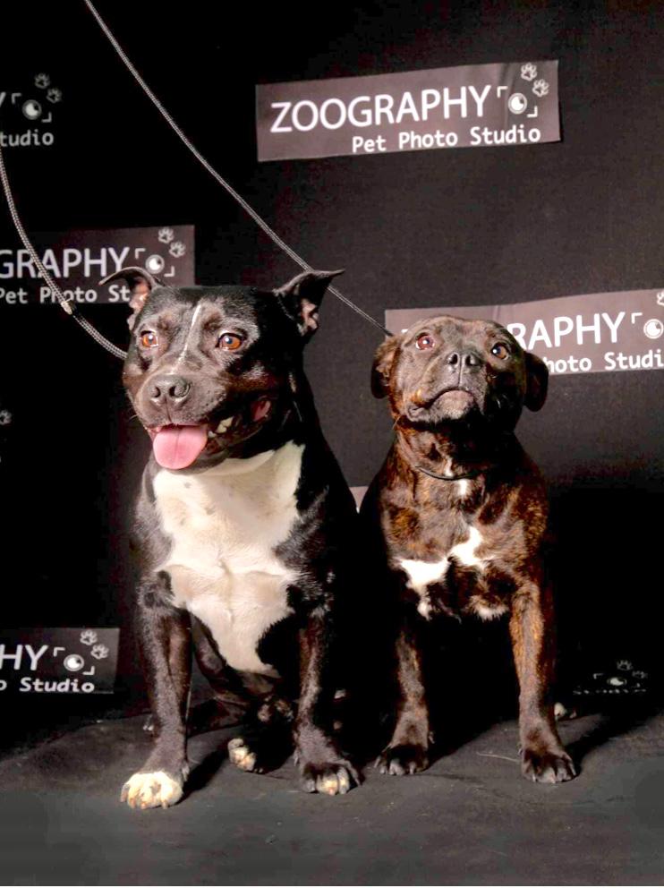 ამერიკული სტაფორდშირის ტერიერი