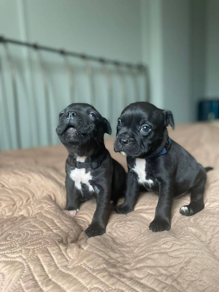 ამერიკული სტაფორდშირის ტერიერი