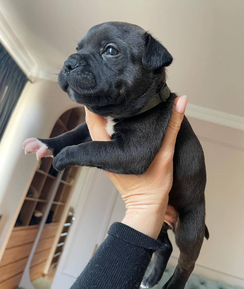 ამერიკული სტაფორდშირის ტერიერი