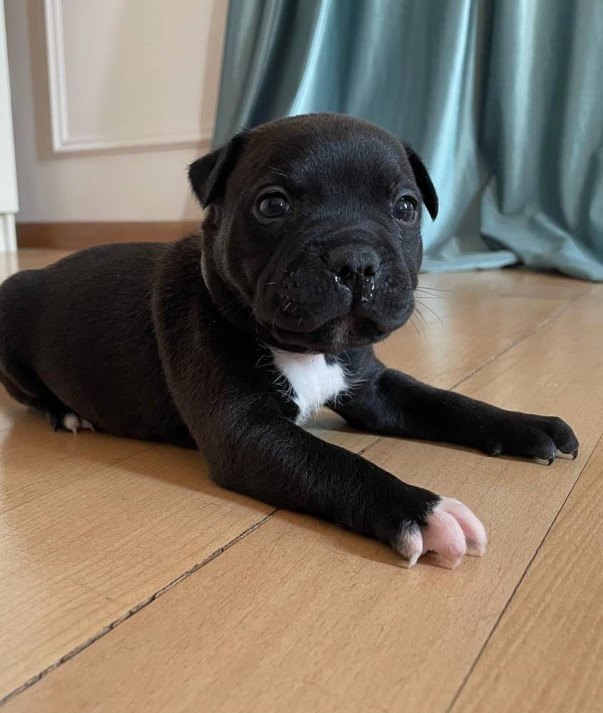 ამერიკული სტაფორდშირის ტერიერი