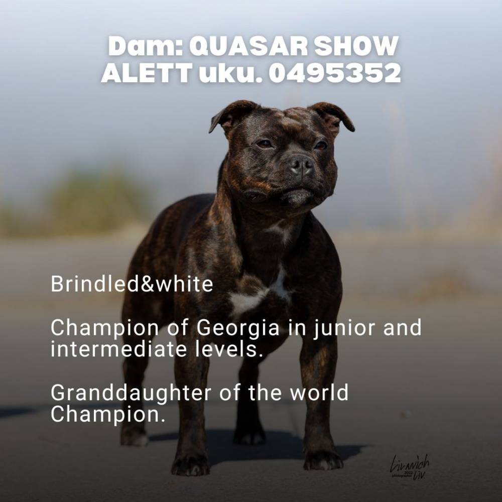 ამერიკული სტაფორდშირის ტერიერი