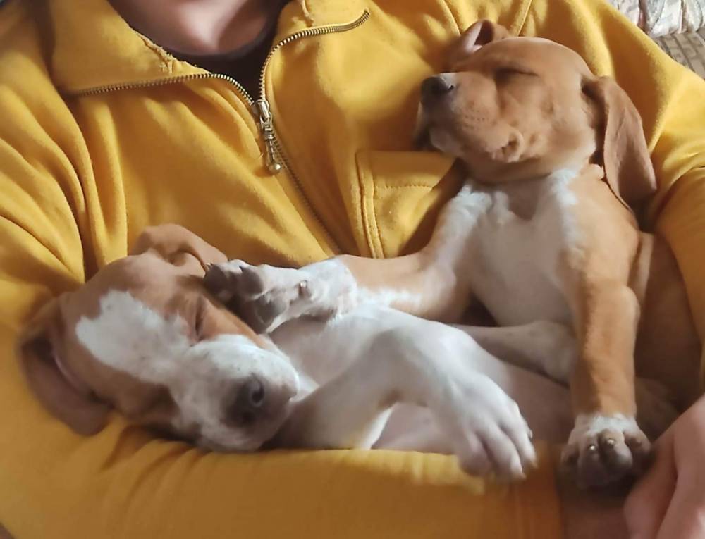 პოინტერი