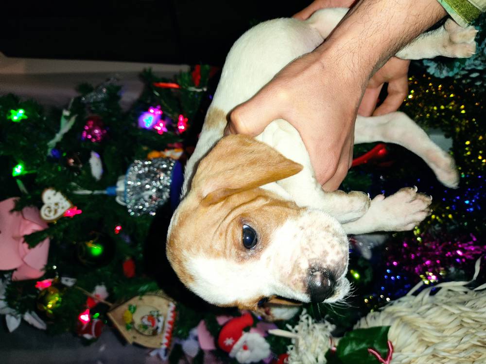 პოინტერი