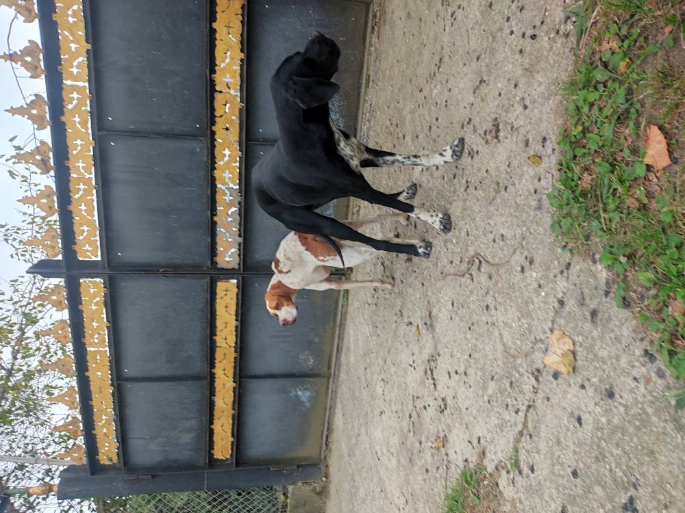 პოინტერი