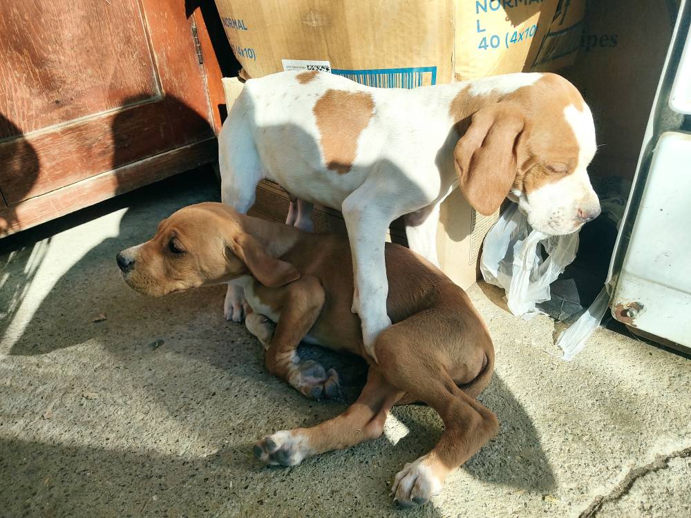 პოინტერი