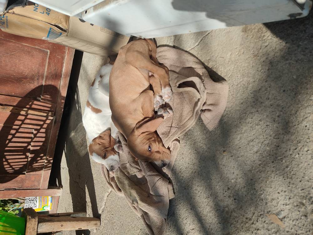 პოინტერი