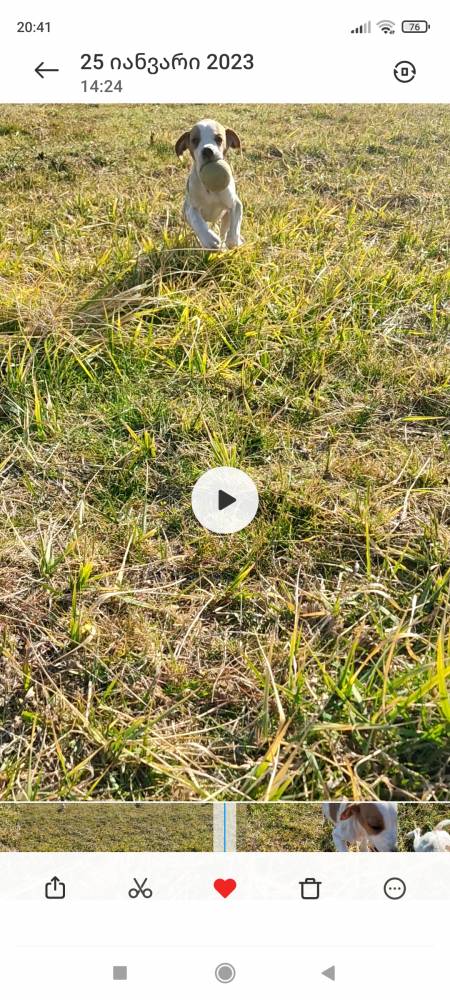 პოინტერი