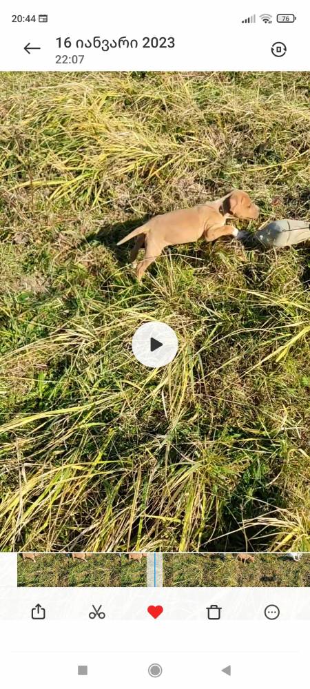 პოინტერი