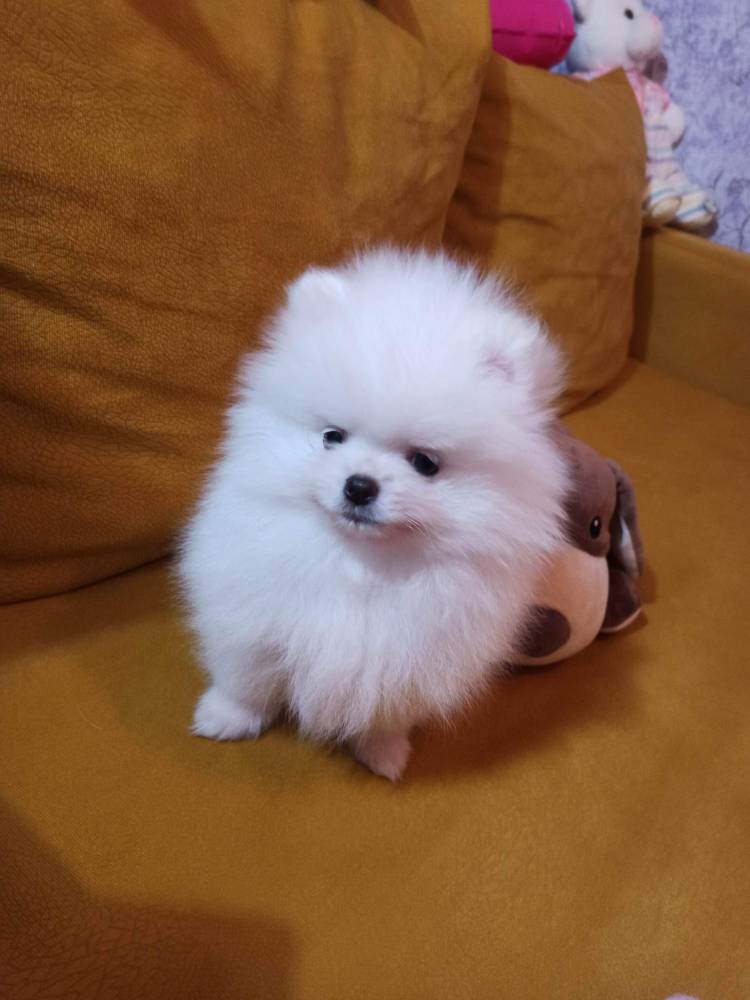 პომერანიანი