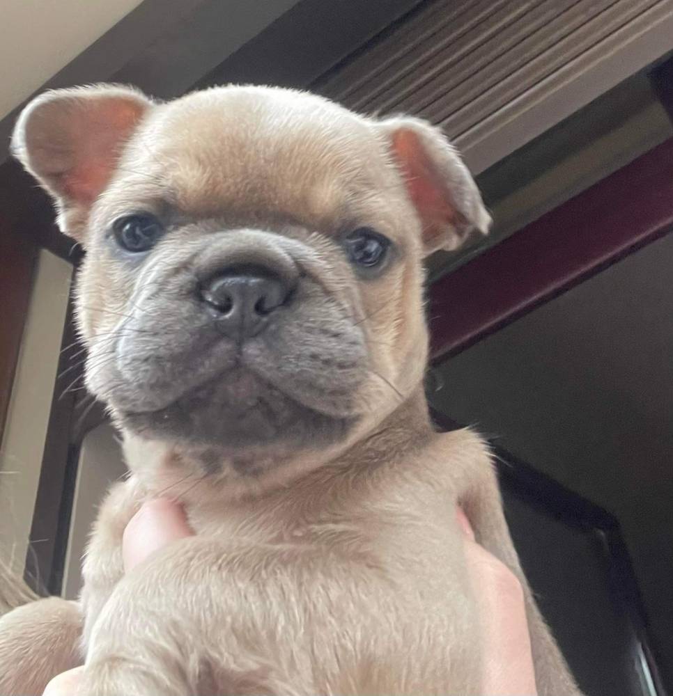 ფრანგული ბულდოგი