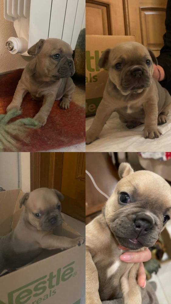 ფრანგული ბულდოგი