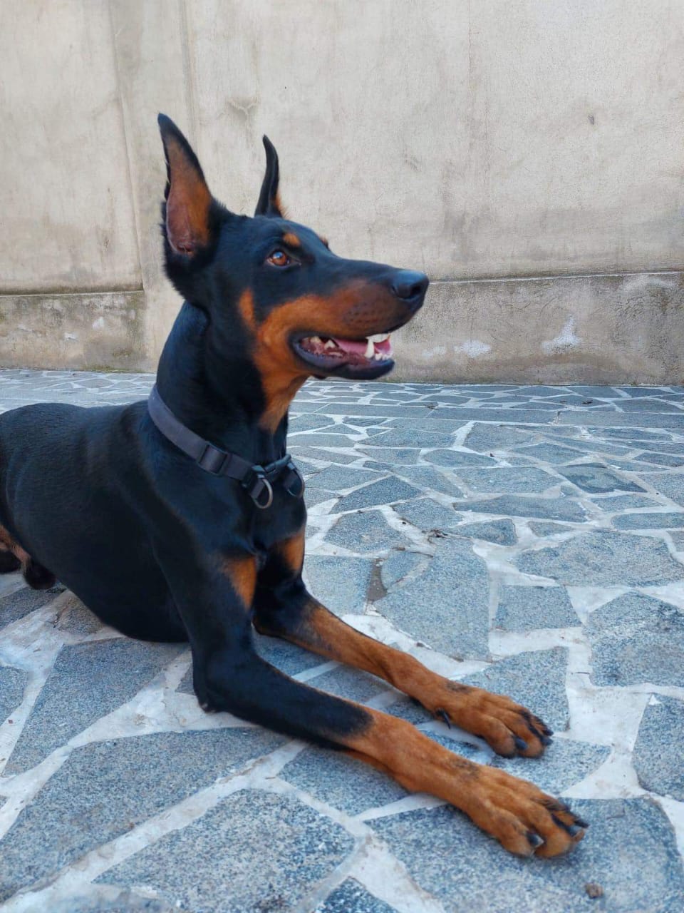 დობერმანი