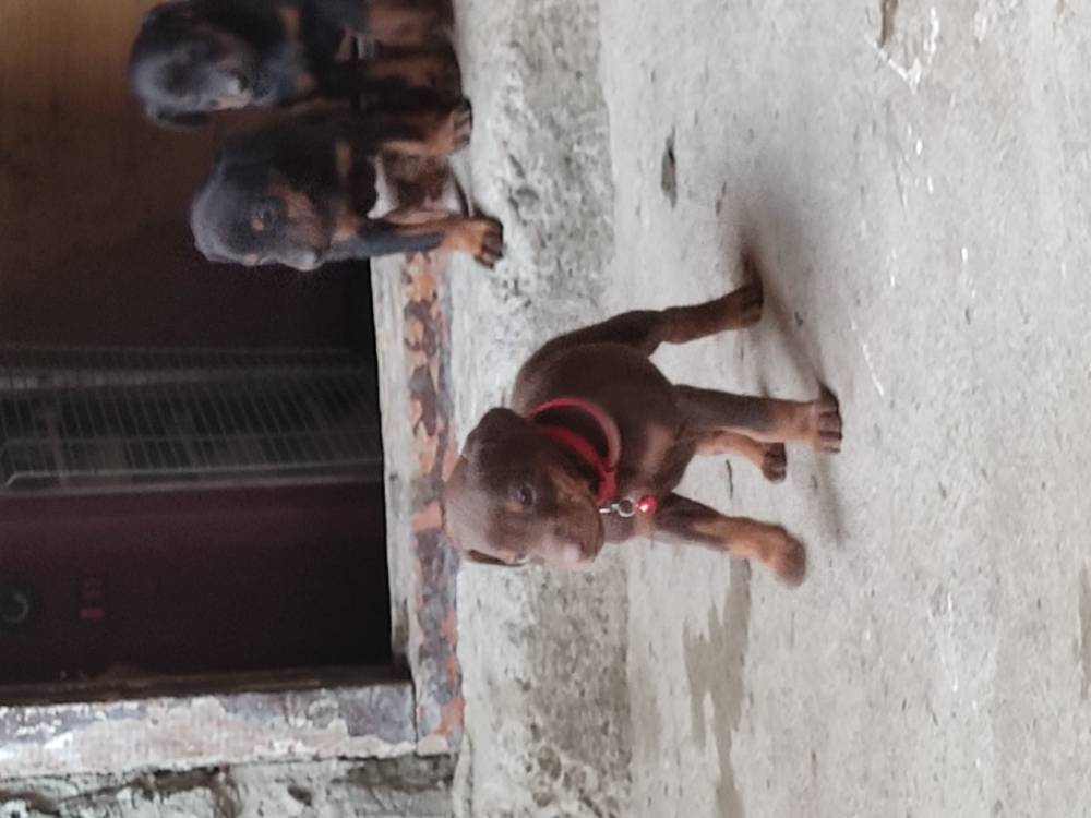 დობერმანი