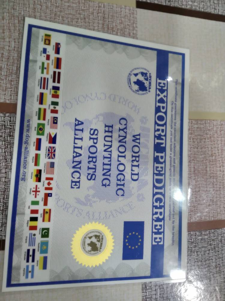 დობერმანი