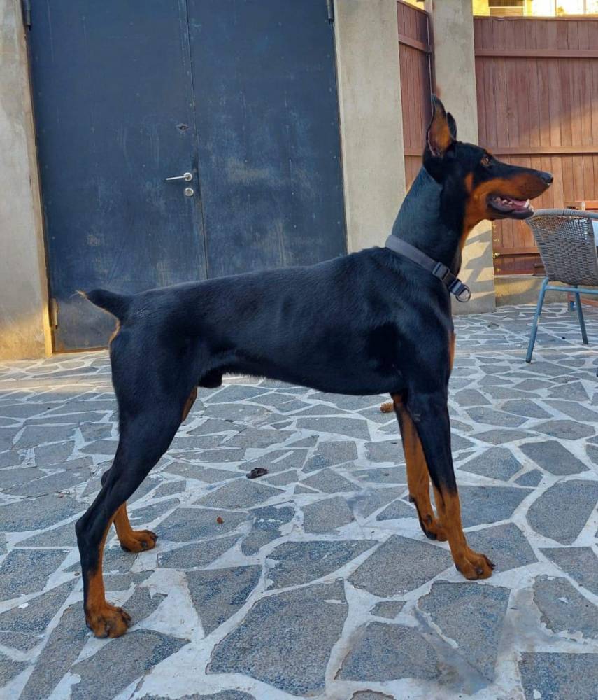 დობერმანი