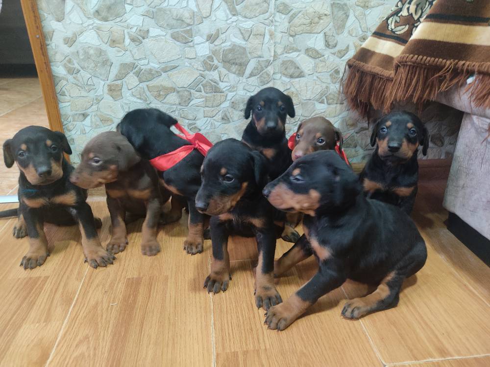 დობერმანი