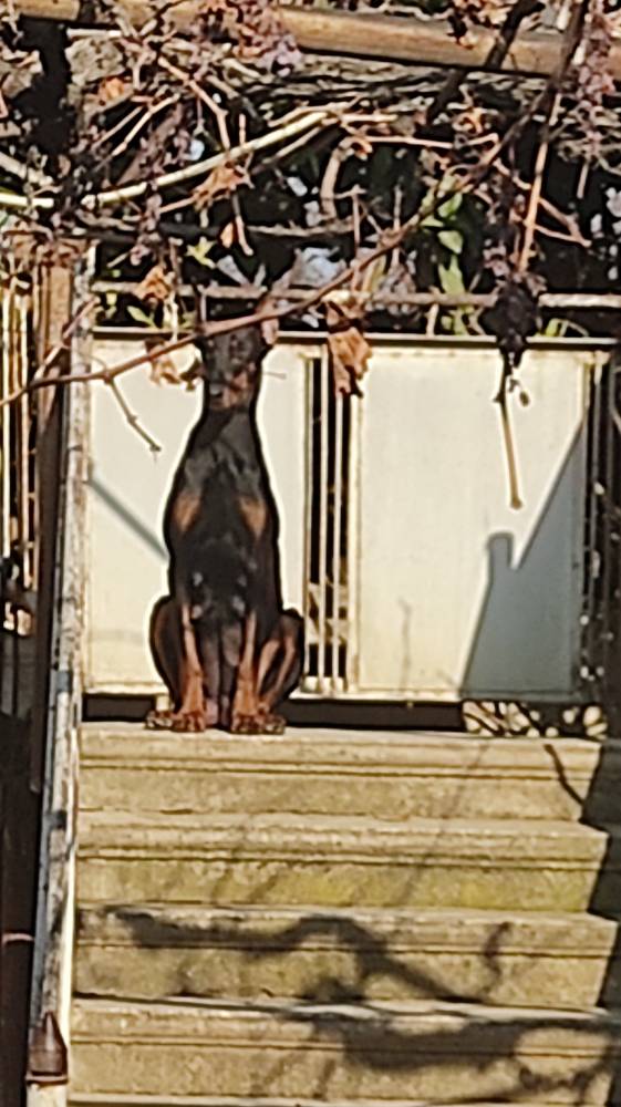 დობერმანი